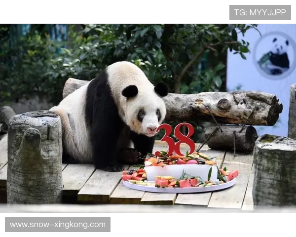 足球巨星为大熊猫发声呼吁保护活动引发全球关注